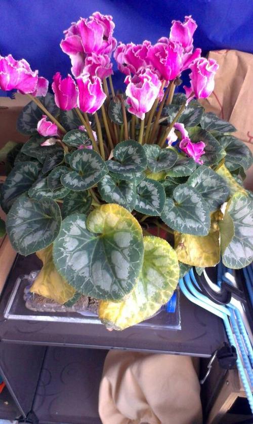 仙客来叶子发黄是怎么回事?