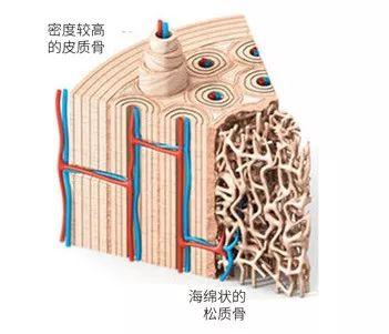 皮质骨与松质骨.