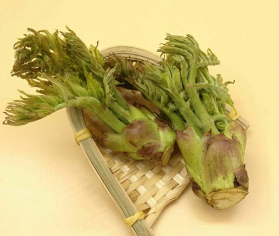 刺老芽:"山野菜之王"的美味经典与传承
