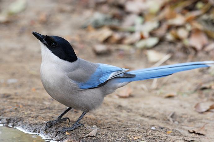 大家常见到的----灰喜鹊