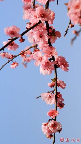 美图欣赏|唯美樱花闹春来