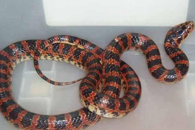 原创在农村菜园子,看到一条红蛇,这种红蛇是什么蛇