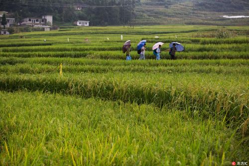 贵州省大方县小屯乡小屯梯田退绿变黄,丰收在望.