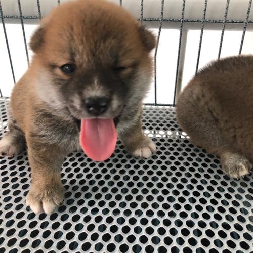 小呆萌_宠物_宠物_狗