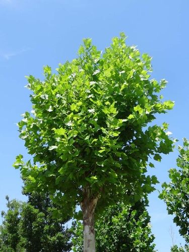 泡桐,梧桐与法国梧桐(落叶乔木)的区别——咏豫北平原常见园林植物14