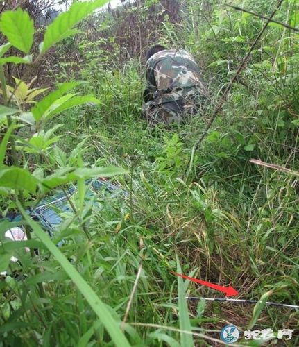 竹鸡下套法如图