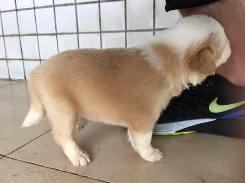 出生1个月边境牧羊犬幼崽深圳谭罗