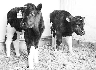 克隆牛大可放心吃(图);; 双胞胎克隆牛降生(图)