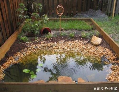 垫材是环境的灵魂——半水龟环境篇