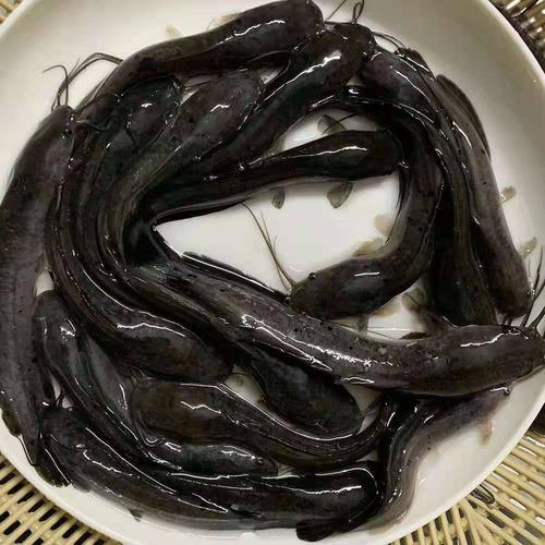 埃及塘鲺苗 革胡子鲶鱼苗 八须胡子鲶苗 塘角鱼 广东淡水华广鱼苗