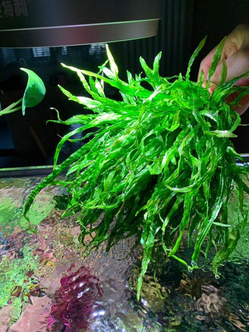 【水草】出辣椒榕细叶铁