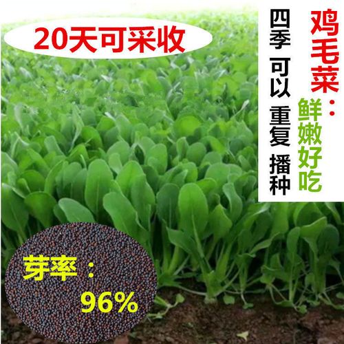 鸡毛菜种子四季蔬菜种子大全菜种子快菜青菜大田阳台