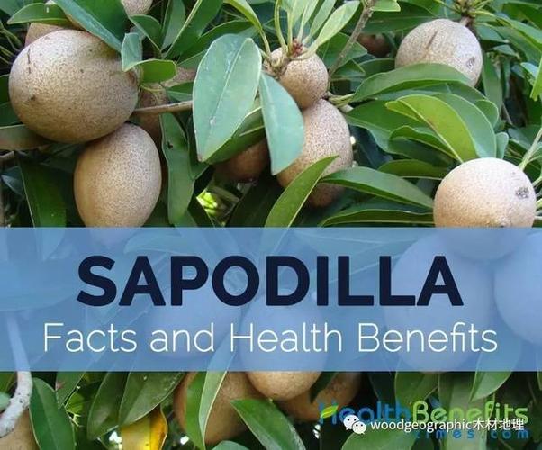 人心果/萨波塔铁线子(sapodilla)木材简介
