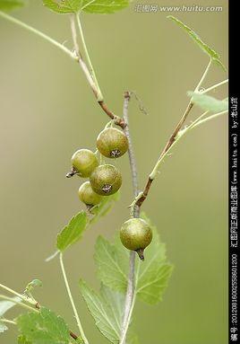 水葡萄茶藨子
