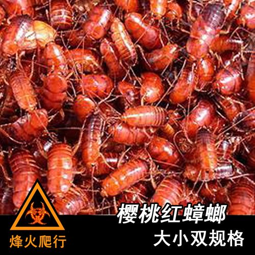 樱桃红蟑螂 活体无攻击性 蜘蛛蜈蚣蝎子饲料一元起拍(含包装费)