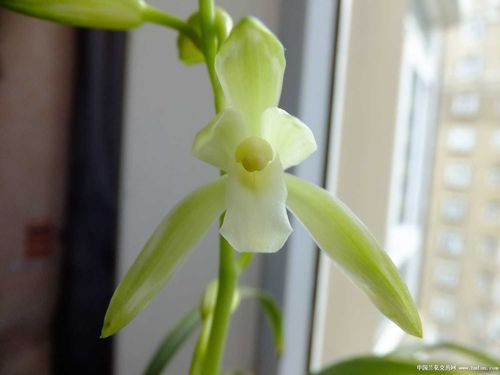 花雅叶美的峨眉雪-建兰篇-中国兰花交易网社区