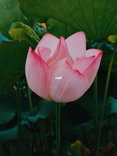 夏日/荷花_荷花_夏天去哪玩_夏日荷花_生活记录_接地气生活