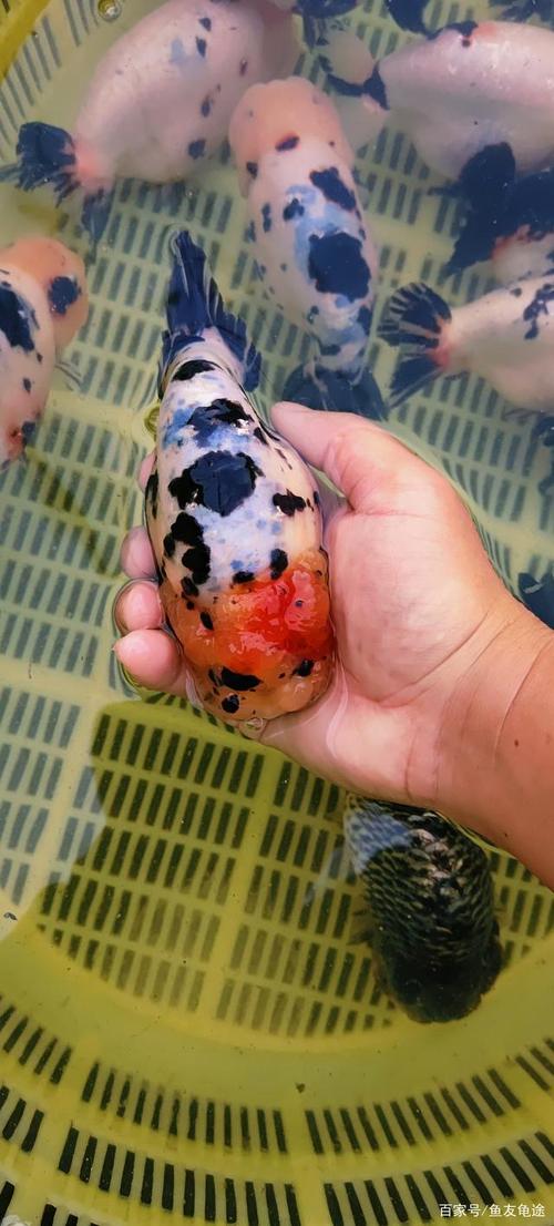 又到了金鱼繁殖得季节,今天说说观赏鱼公母雌雄怎么