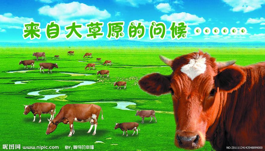 新周开心果园大放送——呼伦贝尔之行(五)草原的牛