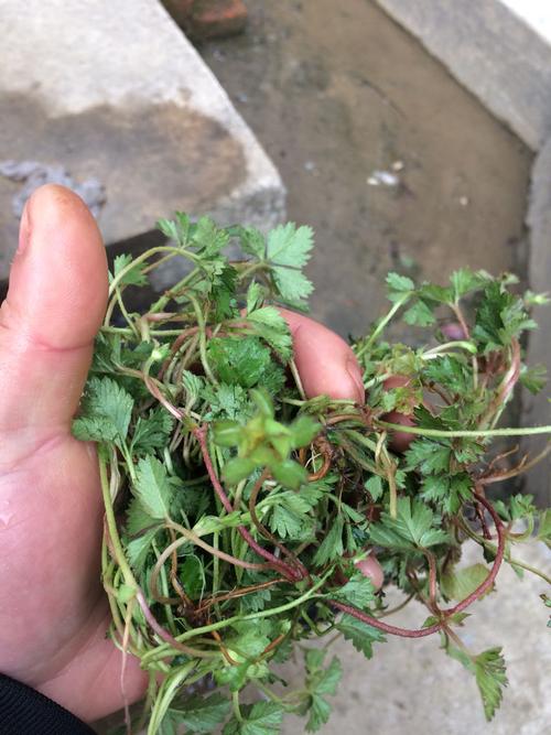 我有更好的答案 蛇莓 又叫三匹风 地莓 蛇泡 蛇泡草 鸡冠果 龙吐珠