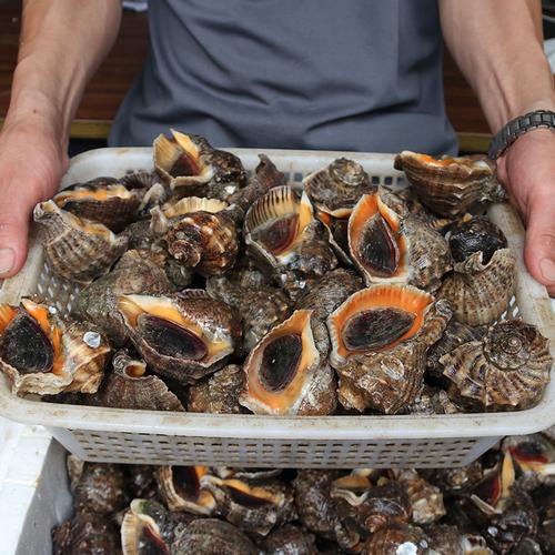 海螺鲜活超大特大新鲜海鲜青岛水产花螺田螺海螺