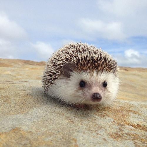 萌萌哒,小刺猬