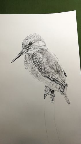 翠鸟|插画|插画习作|windman - 原创作品 - 站酷