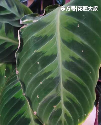 竹芋叶子有斑点,还有点卷边,不知道怎么回事?
