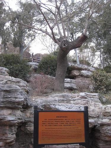 景山公园.崇贞上吊的歪脖子树