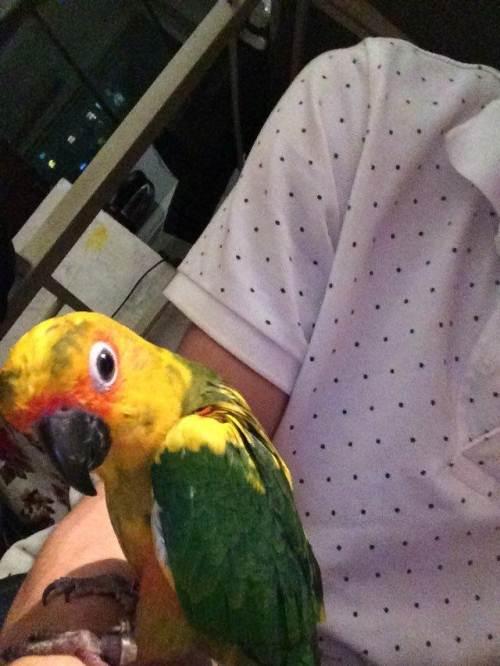 低价转让金太阳鹦鹉!