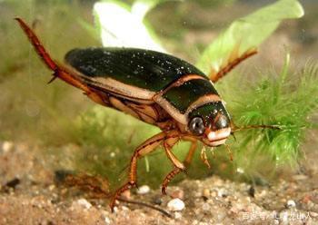 龙虱的功效作用与养殖技术