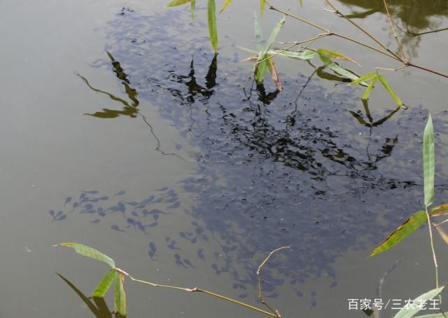 农村水塘满是蝌蚪,成群结队很壮观,你有多少年没见过蝌蚪了?