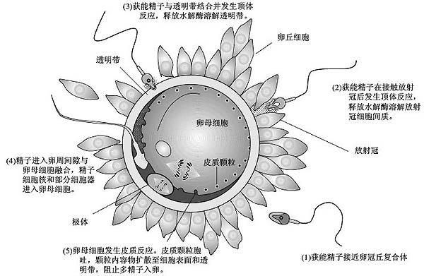 从而诱发排卵;高剂量则明显抑制垂体促性腺激素的释放,对男性