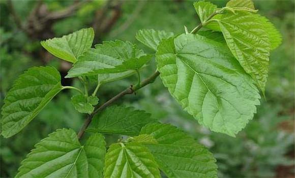 桑叶的功效与作用桑叶的养生功效