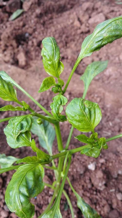 辣椒 卷叶病 药害 苗期 叶面肥 蔬菜 举报