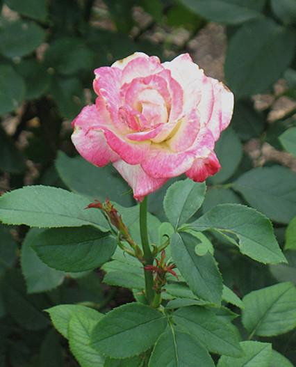香山植物园 月季花