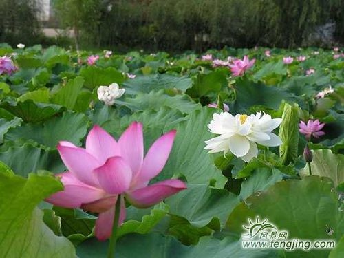 安龙招堤风景名胜区美图(1)