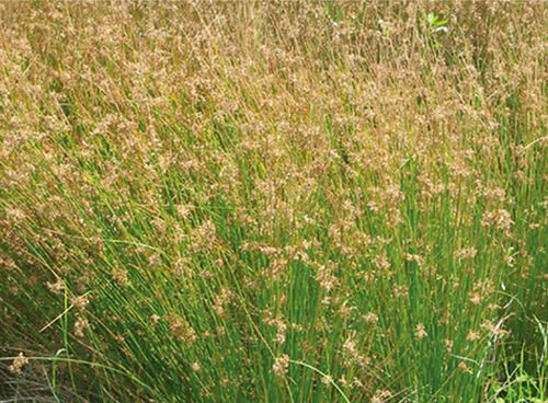 团花灯芯草属于灯心草科(juncaceae).