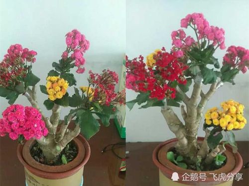 长寿花嫁接在玉树上太漂亮了要多美有多美方法却超简单