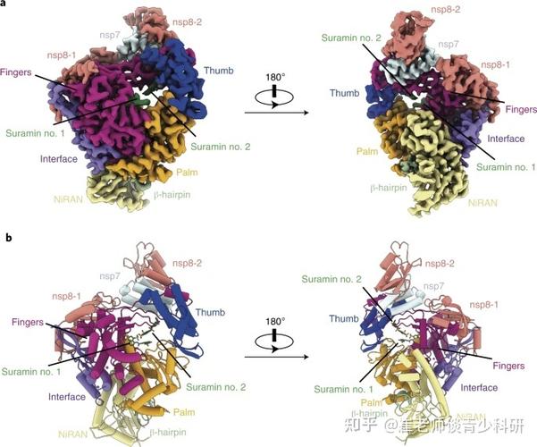 图2 :rdrp-苏拉明复合物的整体结构.