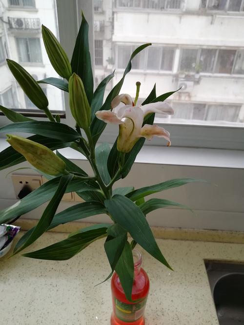 百合花的变色过程