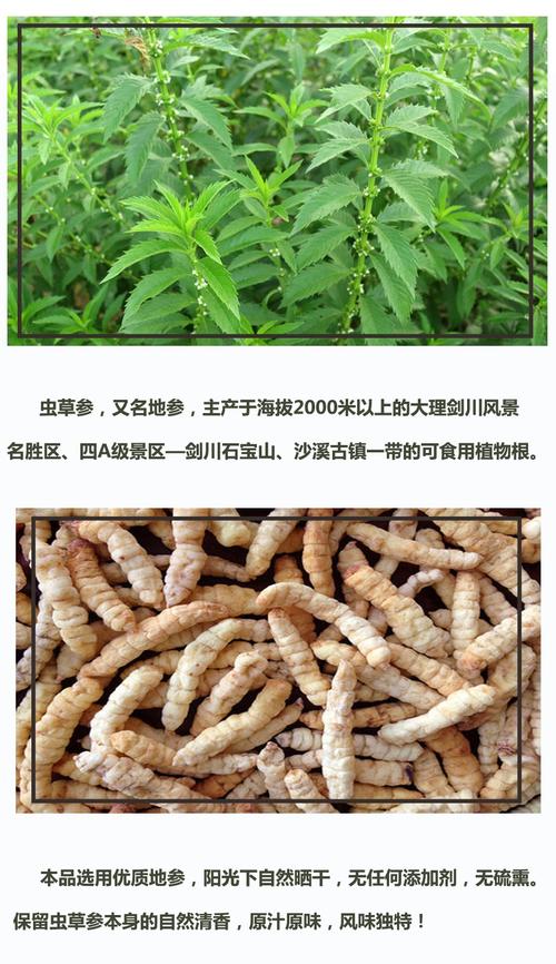 大理剑川 可食用虫草参 地参 炖品 248g/袋 原汁原味
