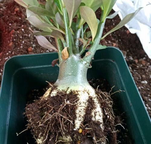 养沙漠玫瑰,有3个技巧,长成盆景,一盆能开100朵花