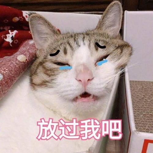 猫咪表情包合集我就是馋你的身子