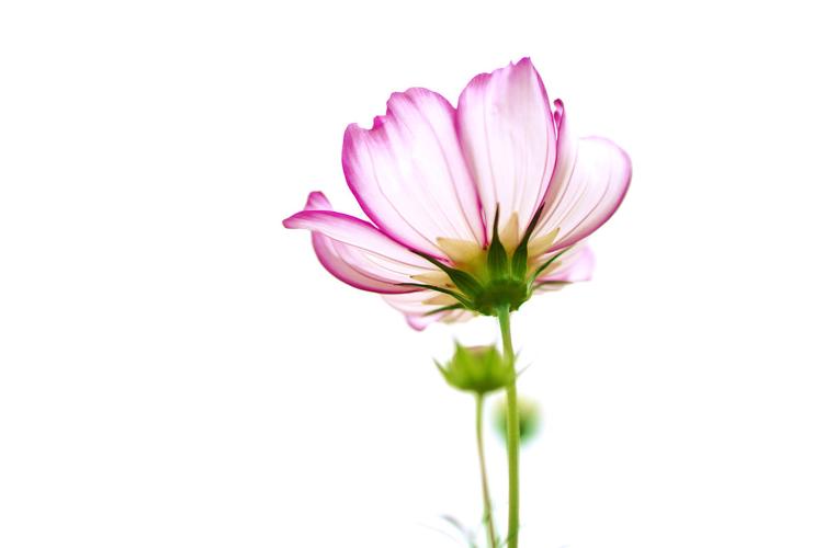 波斯菊花语的象征意义是什么