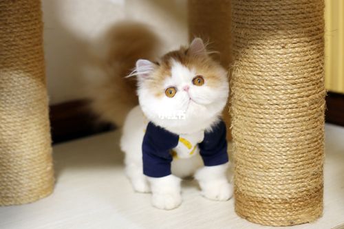 网红加菲猫示范脸_加菲猫_猫咪_宠物_猫