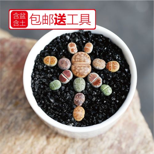 生石花pp大超大多肉植物绿植盆栽含盆盆土工具新手套餐套装包邮