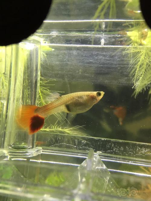 【孔雀鱼】进待产室了.