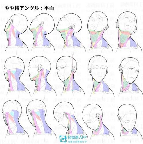 如何画好头颈肩的关系?