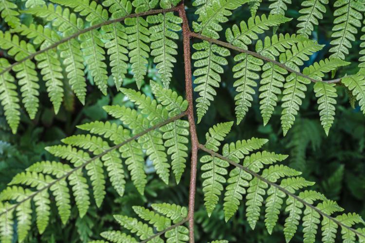  p>滇桂肋毛蕨是三叉蕨科肋毛蕨属植物. /p>